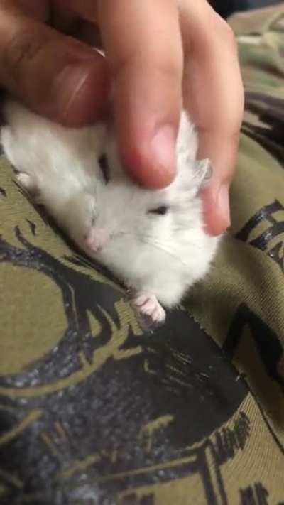 Chubber Butt was so happy with the snuggles that he started bruxing.