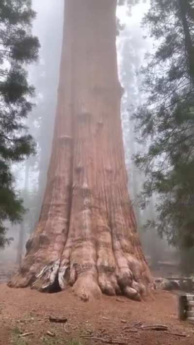 The world&rsquo;s largest tree. Meet General Sherman