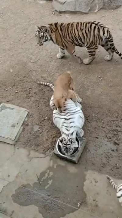 Aww&hellip; WTF?