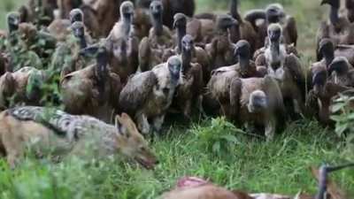Vultures politely wait for Jackal to finish its meal.
