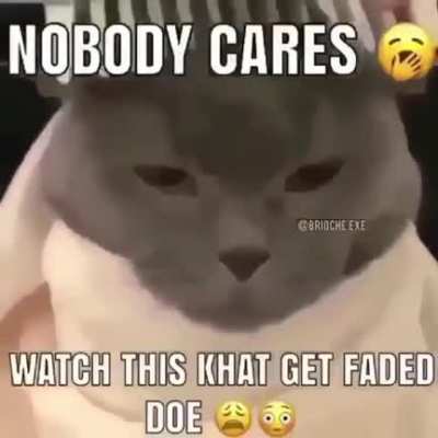 Gato drip gato drip
