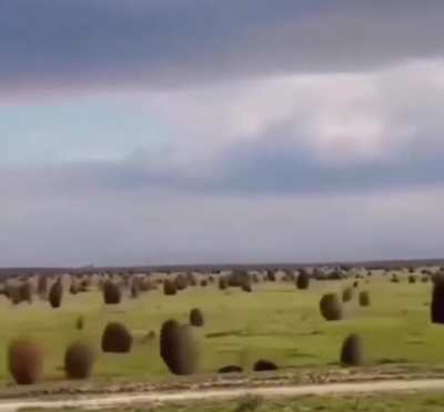 The Great Tumbleweed Migration, they need us