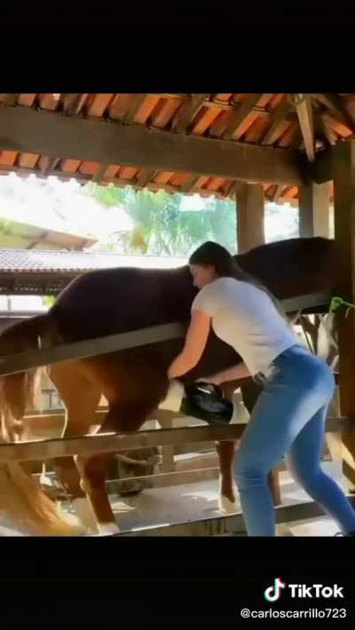 Horseplay