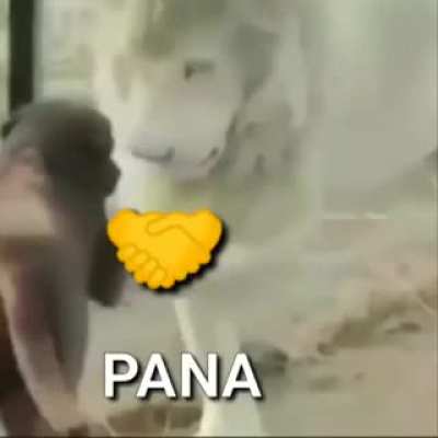 Pana 🤝
