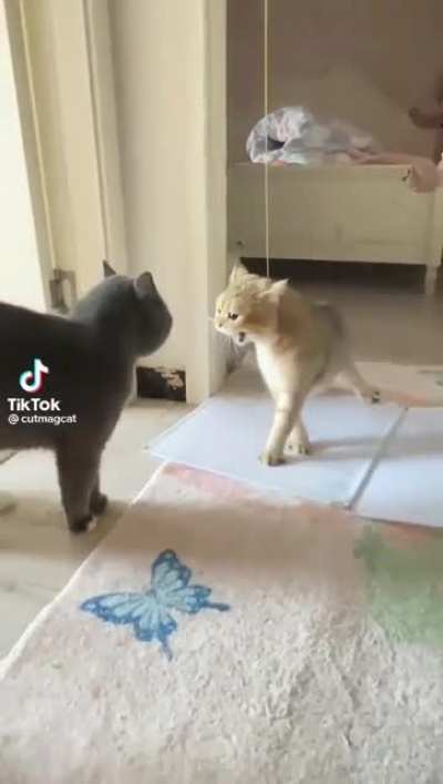 Kitties fighting