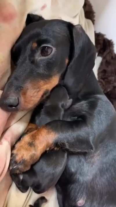Mommy and puppy