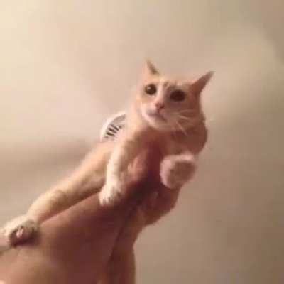 gato helic&oacute;ptero (pra quebrar um pouquinho o clima C: )