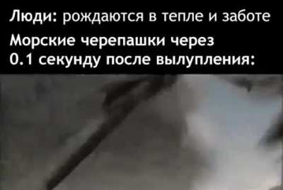 Помни о черепашках!