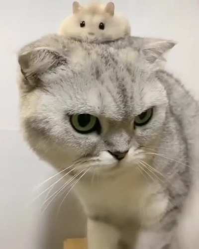 🐱🐹