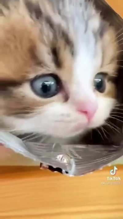 😍😍🐱