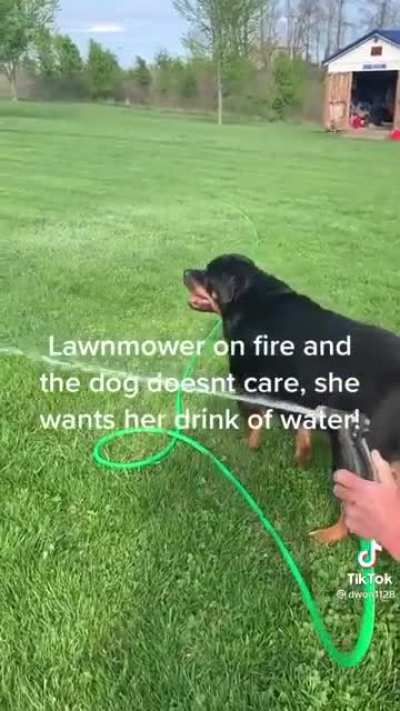 Who cares if the lawn mower is on fire, I&rsquo;m thirsty