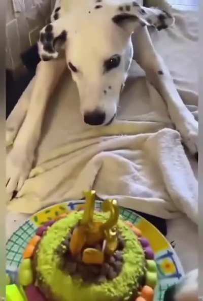 A paralyzed dog&hellip;and an owner who taught him to walk again with unconditional love