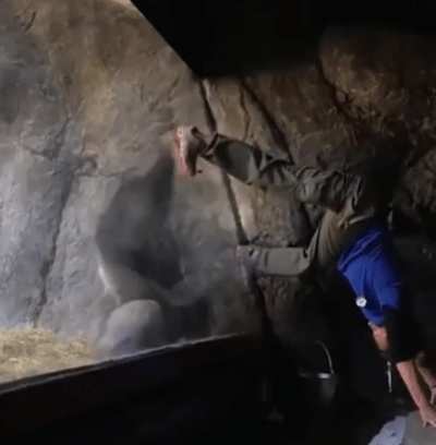 Silverback playing with a zookeeper.
