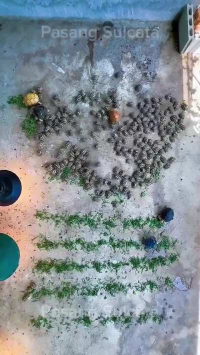 Lunchtime for turtles