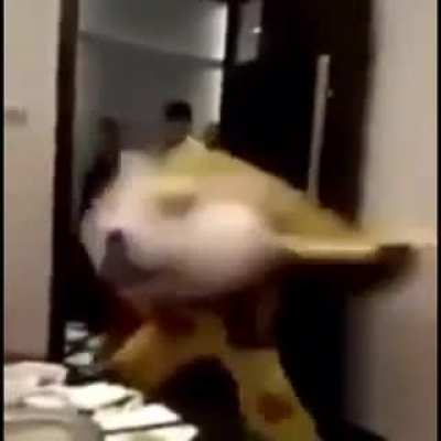 doge