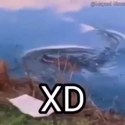 XD