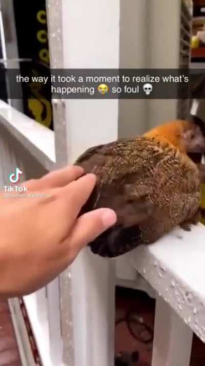 It took a moment for it to realize what was happening