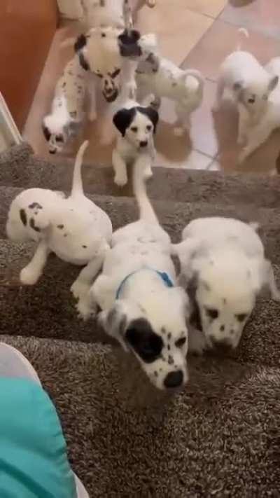 Пёсики