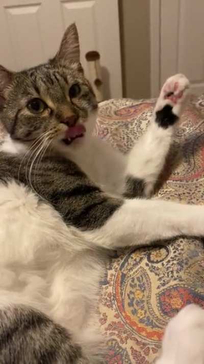 Cat.exe does not compute. Not a full on startle but she really didn&rsquo;t know what to do after. So she slept.