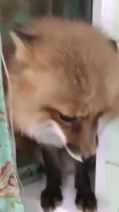 Fox