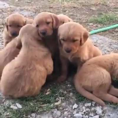 A puddle of Golden nuggets