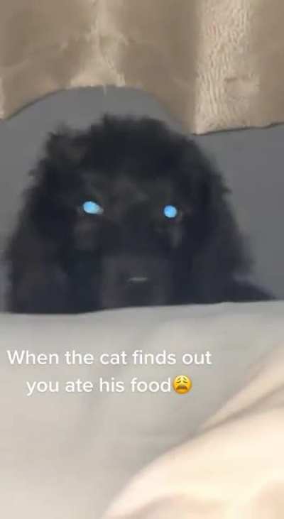 Cat attack