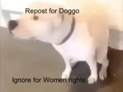 Doggo funny