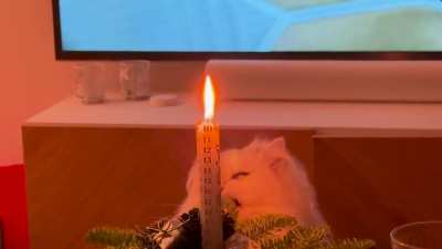If Potato can&rsquo;t catch fire, she&rsquo;ll take it with her&hellip;