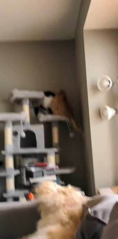 King of the castle