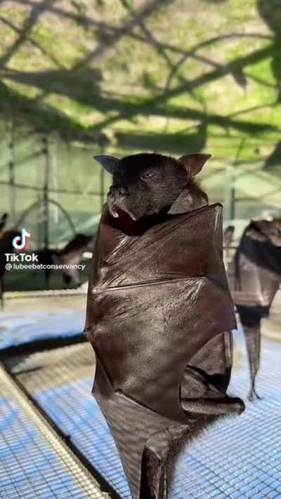 Lubee bat let’s out a big yawn, then goes back for bed.