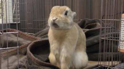 🐰🥱