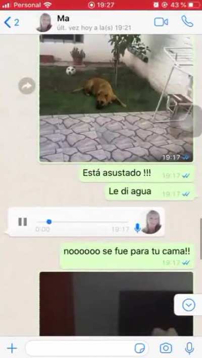 un perrooooo