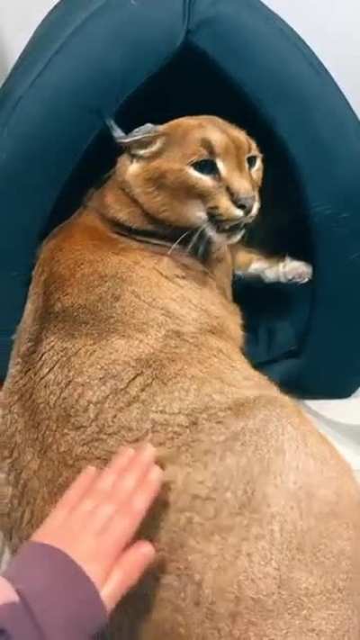 poor cat