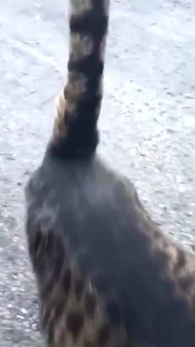 Oh lawd, he walkin'