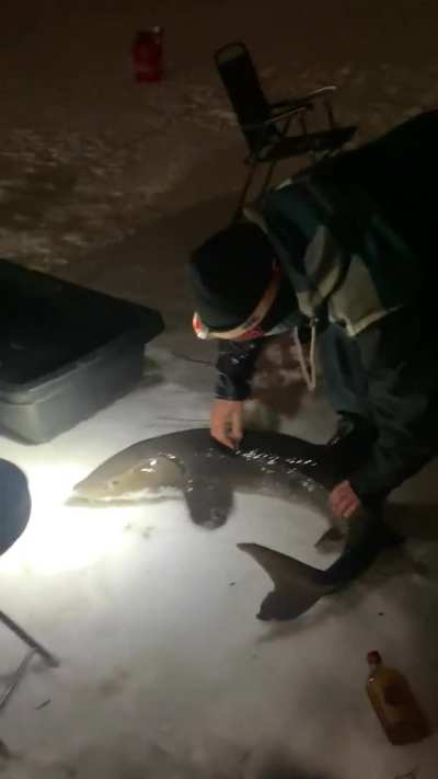 Sturgeon on St-Lawrence River (Montréal)