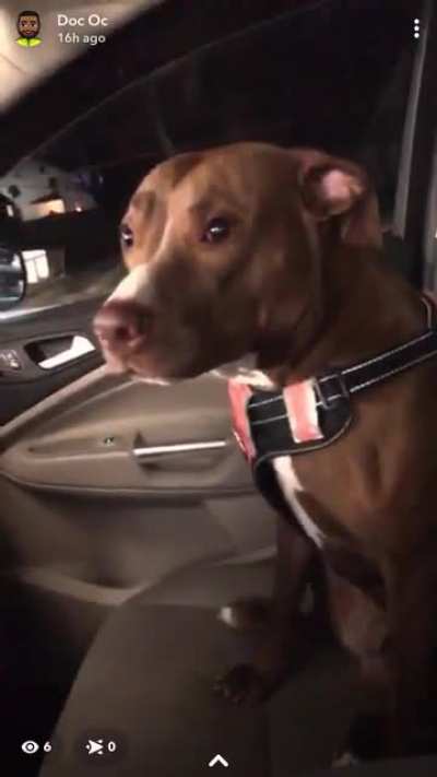 My dog-child, Lucille. It is her Birthday and she&rsquo;s waiting SOOOO patiently for her Hardee&rsquo;s burger.