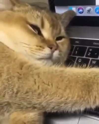 Touch tha Hand