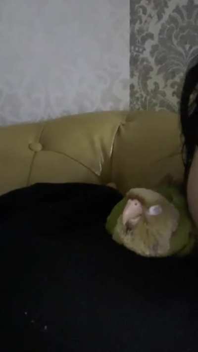 I&rsquo;m newbie in terms of taking care of parrot. And I&rsquo;m still learning about their body behaviour. So just to check with you guys, when my conure does this. Is it really means that my conure is happy as mention in google.