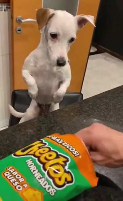 This dog loves Cheetos.