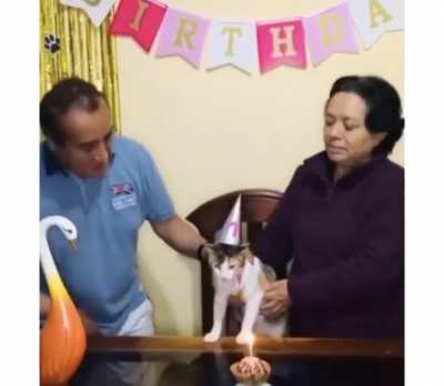 poor kitty