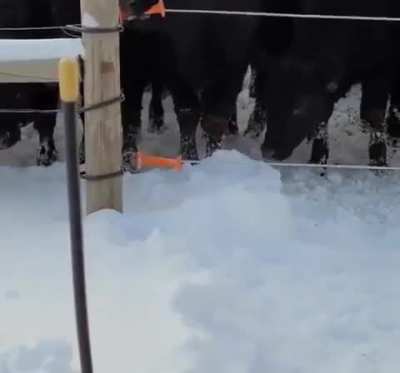 Cow figuring out an electric fence