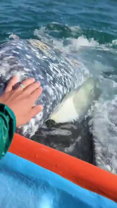 A Gray whales mouth