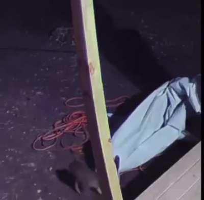 Man tries to catch cat