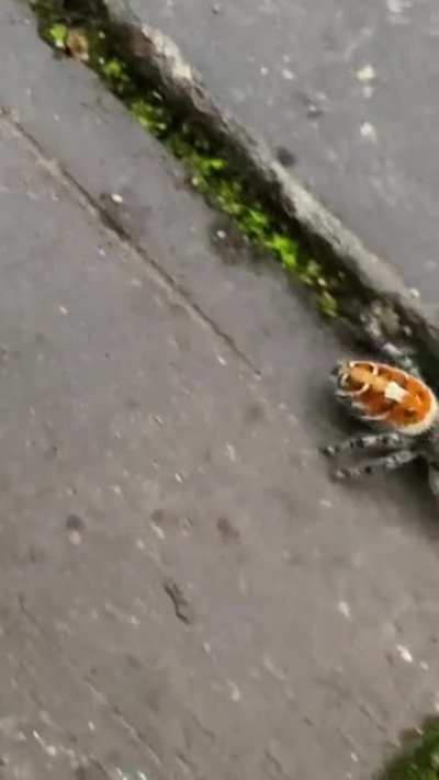 Is this a jumping spider? They were quite large. But 10/10 cutest spider I’ve found in my house so far