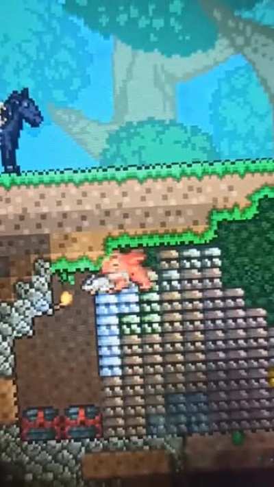 My Vampire Frog accidentally started to doing something strange with my opossum