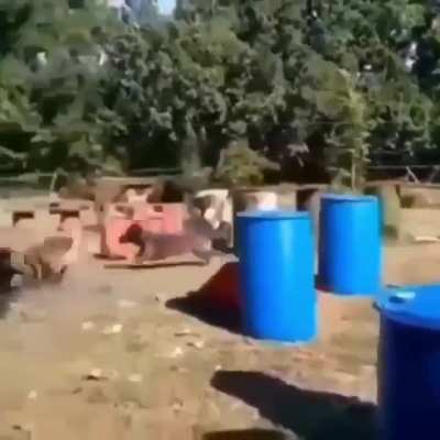 Dog Training Day