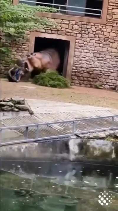 But he said that hippo is friendly