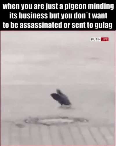 comrade pigeon