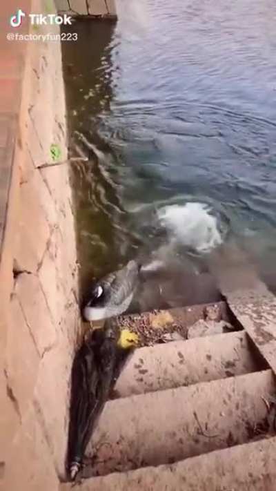 Pato turbo