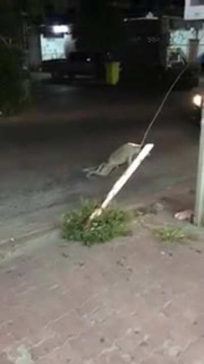 DoG wItH bRoKeN lEgS hAs To CrAwL fOr MiLeS wHiLe BeInG iGnOrEd By HuMaNs